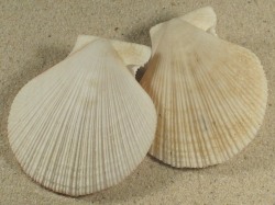 Chlamys behringiana - Pectinidae