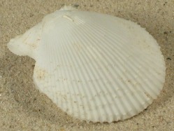 Mimachlamys varia - Pectinidae