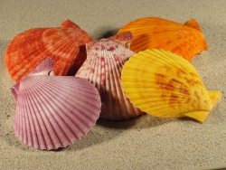 Mimachlamys crassicostata - Pectinidae