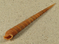 Cinguloterebra anilis - Terebridae