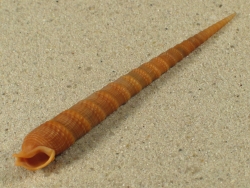 Cinguloterebra anilis - Terebridae