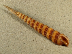 Cinguloterebra pretiosa - Terebridae