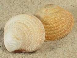 Circe rugifera - Veneridae