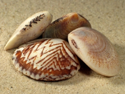 Circe scripta - Veneridae