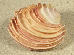 Circomphalus foliaceolamellosus - Veneridae