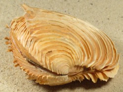 Circomphalus foliaceolamellosus - Veneridae