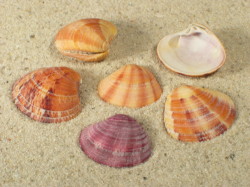 Clausinella fasciata - Veneridae