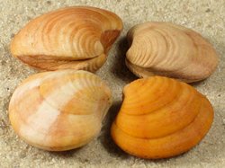 Clausinella fasciata - Veneridae