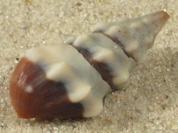 Clavus unizonalis - Drillidae