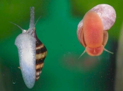 Clea helena helena - Nassariidae