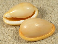 Closia giadae - Marginellidae