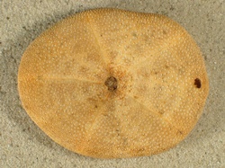 Clypeaster reticulatus - Clypeasteridae