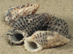 Clypeomorus bifasciata - Cerithiidae