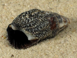 Clypeomorus irrorata - Cerithiidae