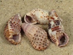 Clypeomorus purpurastoma - Cerithiidae