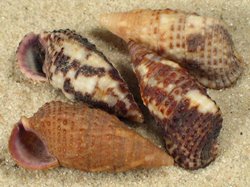 Clypeomorus purpurastoma - Cerithiidae