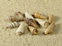 Cochlicella acuta - Cochlicellidae