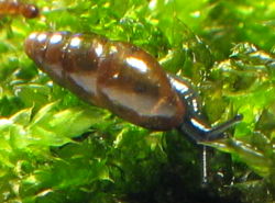 Cochlicopa lubrica Cochlicopidae