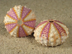 Coelopleurus exquisutus - Arbaciidae