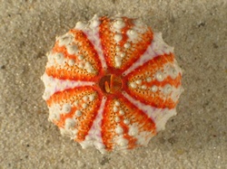 Coelopleurus granulatus - Arbaciidae