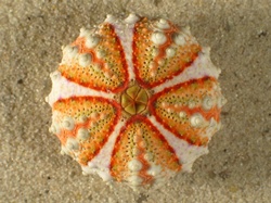 Coelopleurus granulatus - Arbaciidae