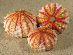 Coelopleurus granulatus - Arbaciidae