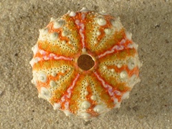 Coelopleurus granulatus - Arbaciidae