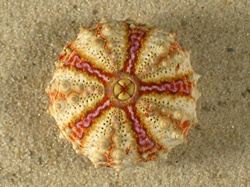 Coelopleurus maculatus - Arbaciidae