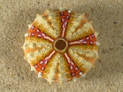 Coelopleurus maculatus - Arbaciidae