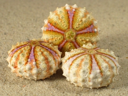 Coelopleurus maculatus - Arbaciidae