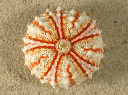 Coelopleurus maculatus - Arbaciidae