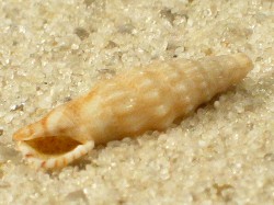 Colina macrostoma - Cerithiidae