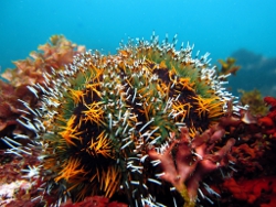 Tripneustes gratilla - Toxopneustidae