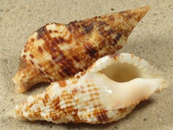 Colubraria muricata - Colubrariidae