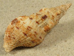 Colubraria muricata - Colubrariidae