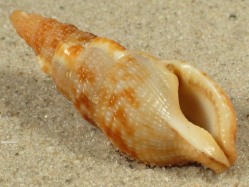 Colubraria tortuosa - Colubrariidae