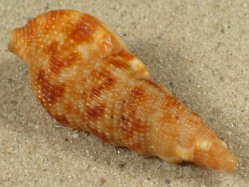 Colubraria tortuosa - Colubrariidae