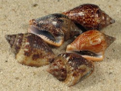 Columbella adansoni - Columbellidae