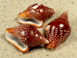 Columbella major - Columbellidae