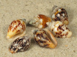 Columbella rustica - Columbellidae