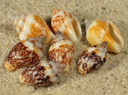 Columbella rustica - Columbellidae