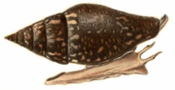 Columbella rustica - Columbellidae