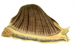 Concholepas concholepas - Muricidae