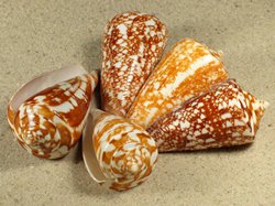 Conus amadis - Conidae