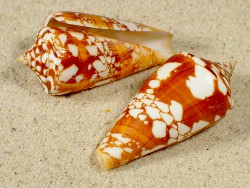 Conus amadis - Conidae
