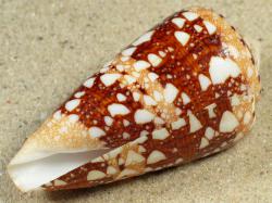 Conus ammiralis - Conidae