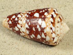 Conus ammiralis - Conidae