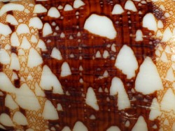 Conus ammiralis - Conidae