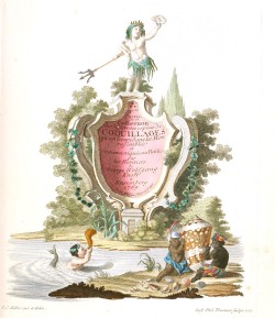 Conus ammiralis - Conidae