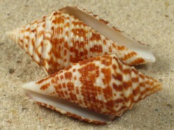 Conus andremenezi - Conidae